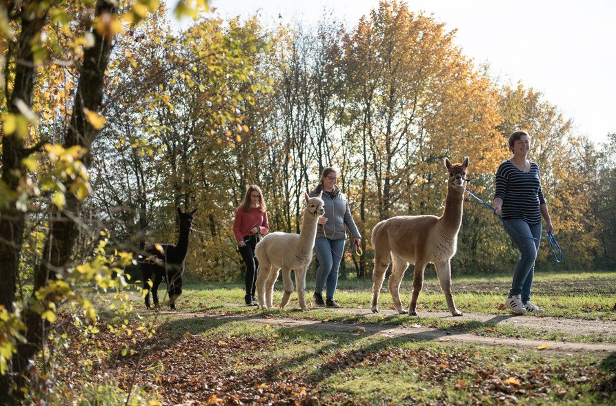 Alpakawanderung bei der Niedergerner Alpaka Ranch, © Inn-Salzach Tourismus