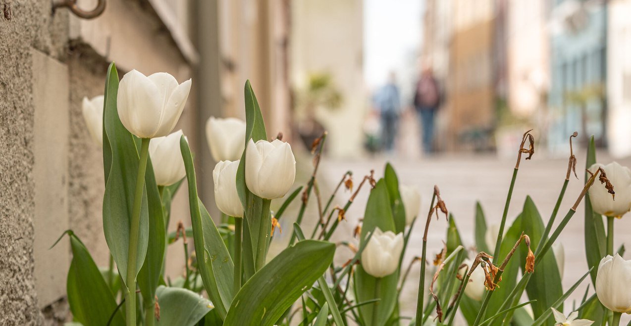 Tulpen, © Inn-Salzach Tourismus