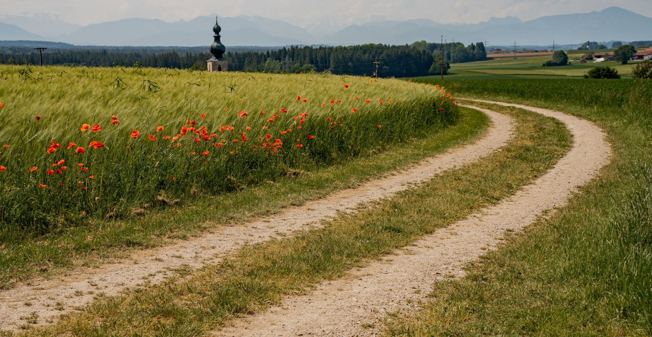 Mohnfeld, &copy; Inn-Salzach Tourismus