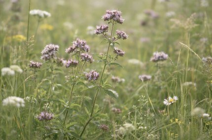 Oregano auf der Wiese, &copy; Inn-Salzach Tourismus