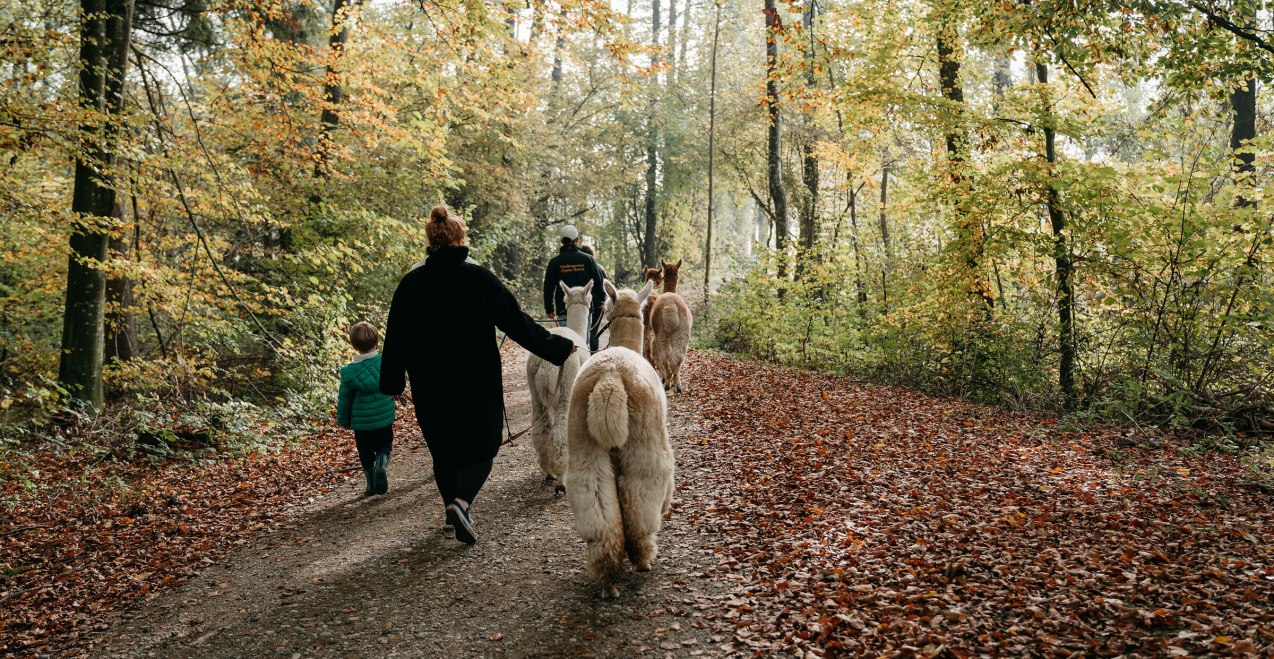Alpakawanderung Gruppe, © Inn-Salzach Tourismus