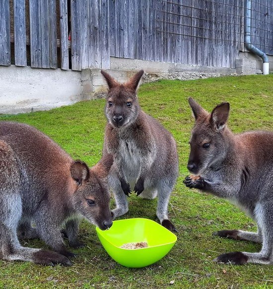 Wallabys beim Fressen, © Mühlbach Alpakas
