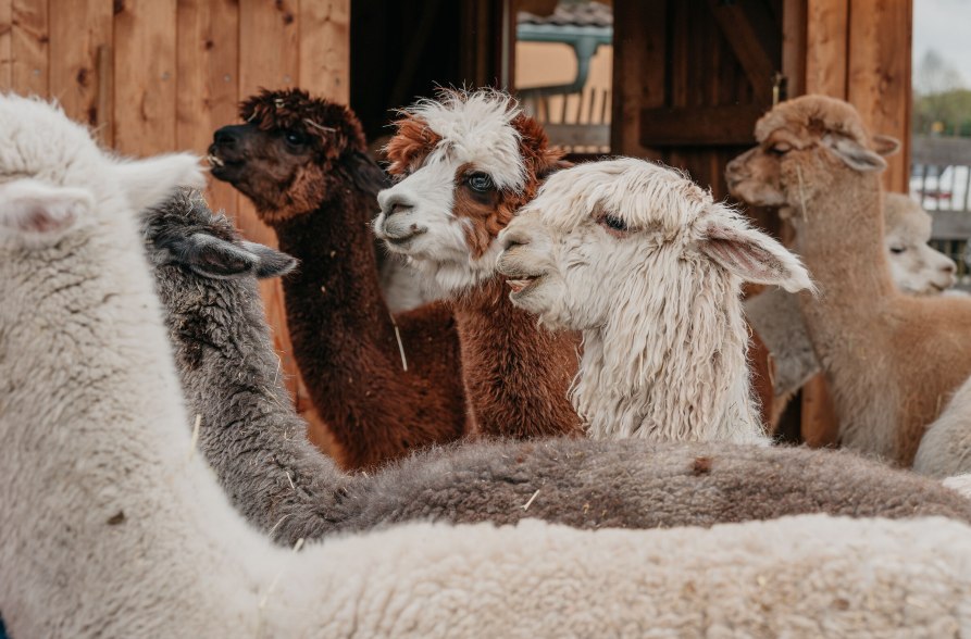 Niedergerner Alpaka Ranch, &copy; Inn-Salzach Tourismus