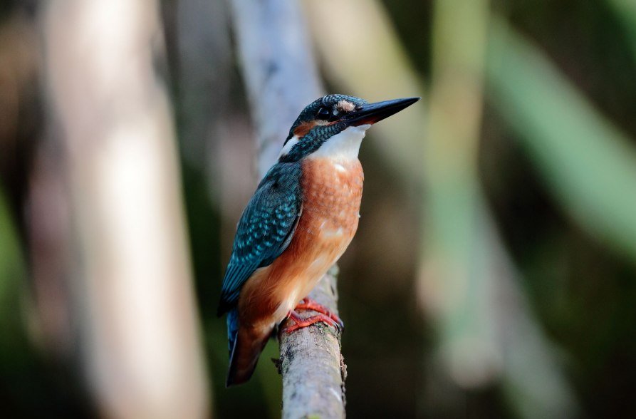 Eisvogel, &copy; Paul Bogner