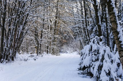 Loipe im Wald, &copy; Inn-Salzach Tourismus