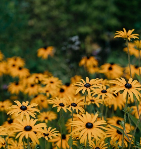 Tag der offenen Gartent&uuml;r, &copy; Tourismusverband Inn-Salzach