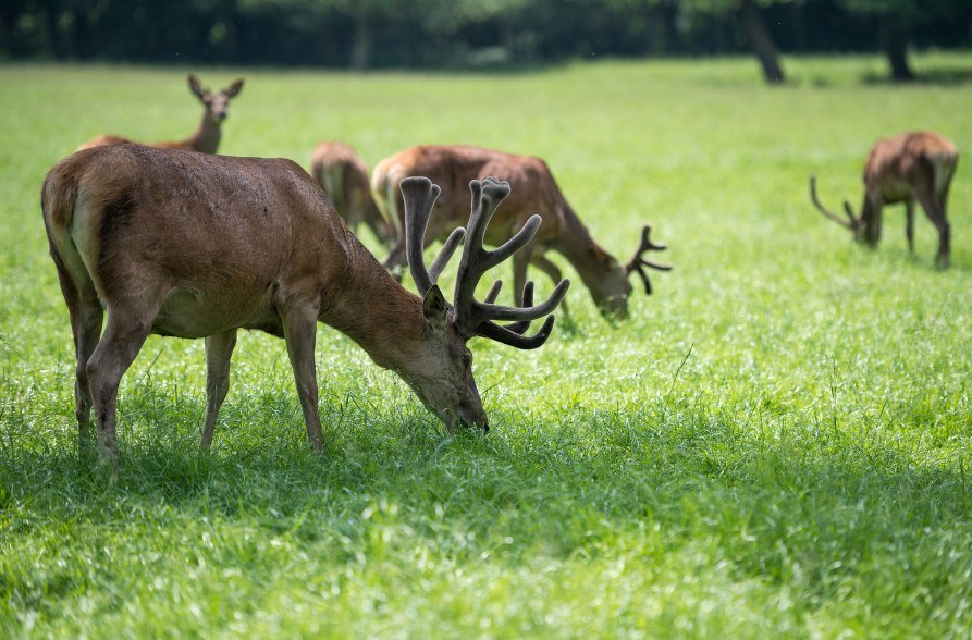 Rotwildgehege Br&auml;u im Moos, &copy; Andreas Jacob