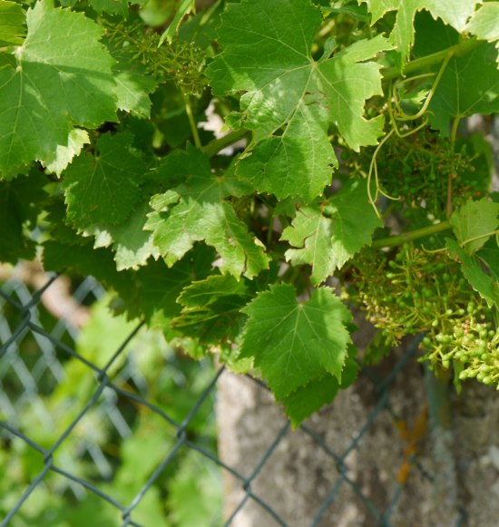 Weinfest in Haag i. OB., &copy; Tourismusverband Inn-Salzach