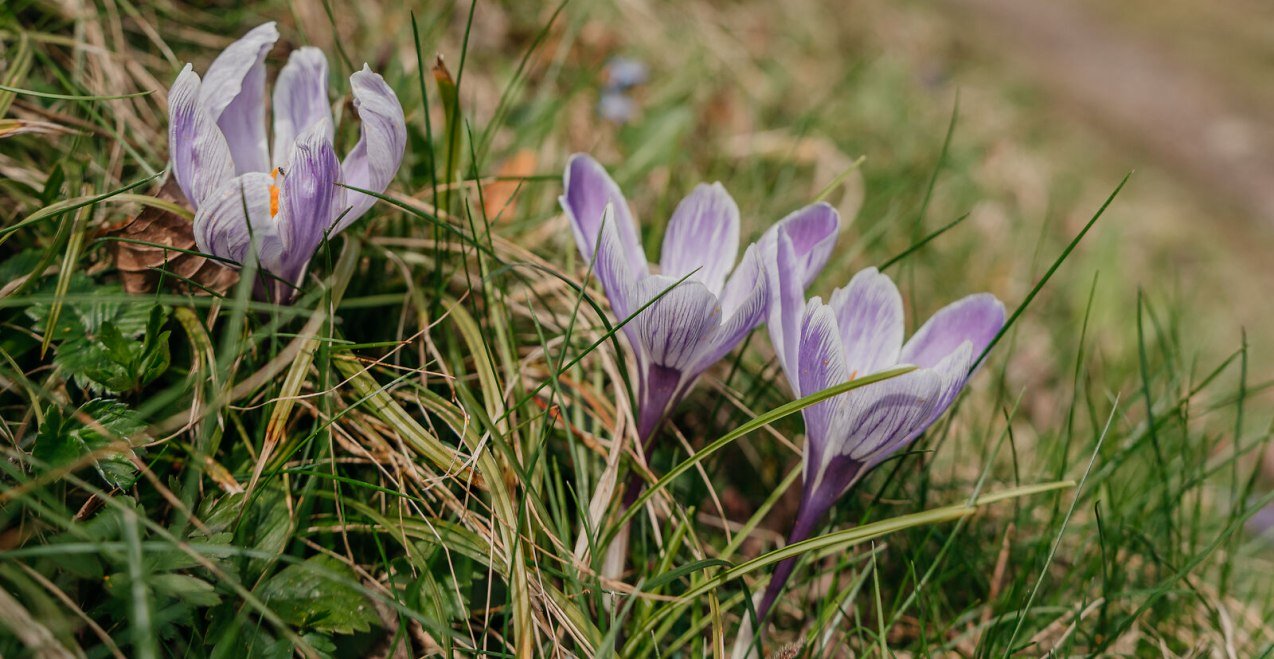 Bl&uuml;hender Krokus auf Wiese, &copy; Inn-Salzach Tourismus
