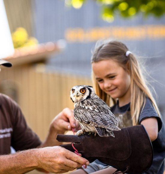Falknerei besuchen, © Inn-Salzach Tourismus