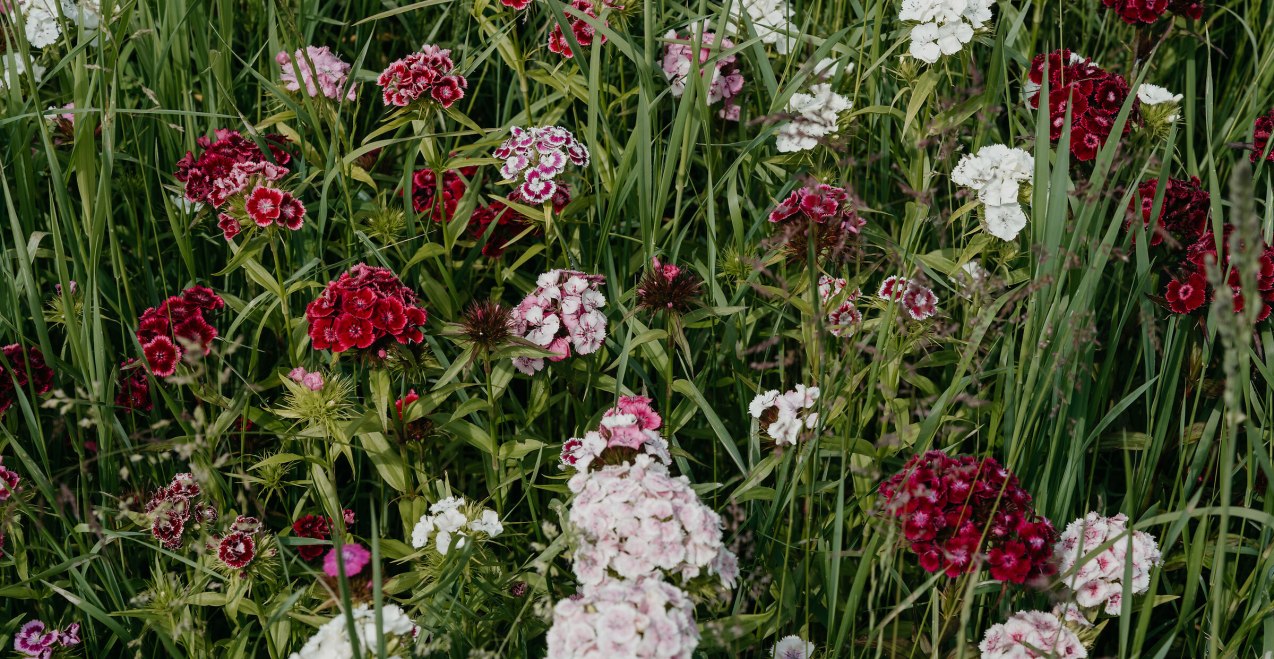 Blumen, © Tourismusverband Inn-Salzach