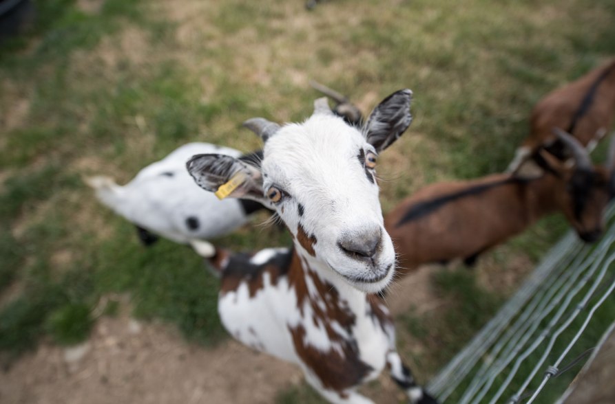 Ziege, © Inn-Salzach Tourismus