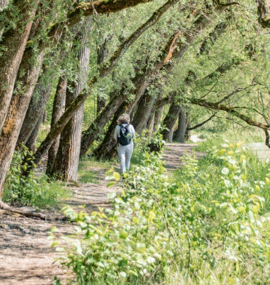 Frau wandert unter B&auml;umen, &copy; Inn-Salzach Tourismus