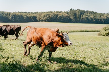 Ochsenrennen Erlbach, &copy; Tourismusverband Inn-Salzach