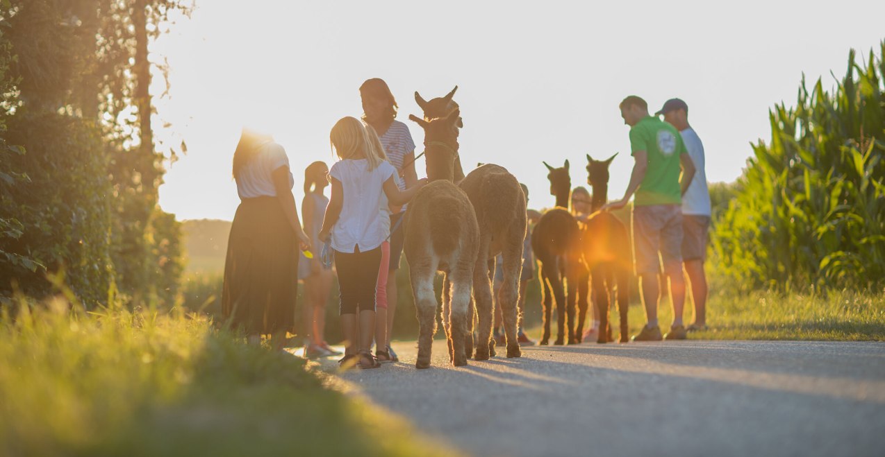 Alpakawanderung bei Sonnenuntergang beim Erlebnisbauernhof Hennetsberg, © Inn-Salzach Tourismus