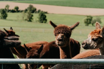 Adventsaktion beim Erlebnisbauernhof Hennetsberg, © Tourismusverband Inn-Salzach
