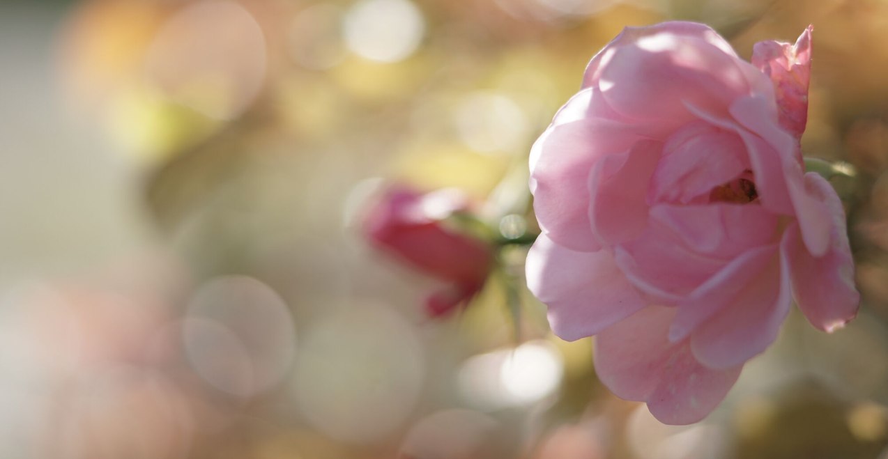 Rosengarten, &copy; Tourismusverband Inn-Salzach