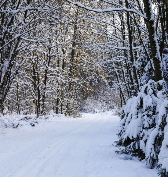 Loipe im Wald, &copy; Inn-Salzach Tourismus