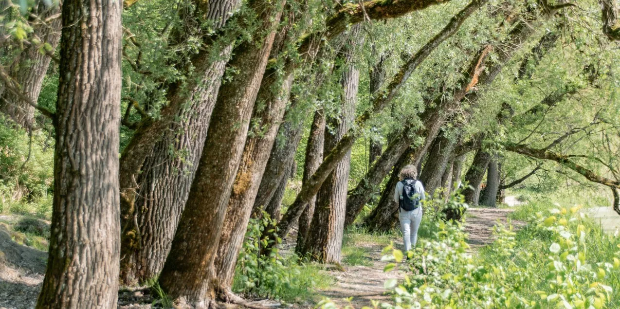 Frau wandert unter Bäumen, © Inn-Salzach Tourismus