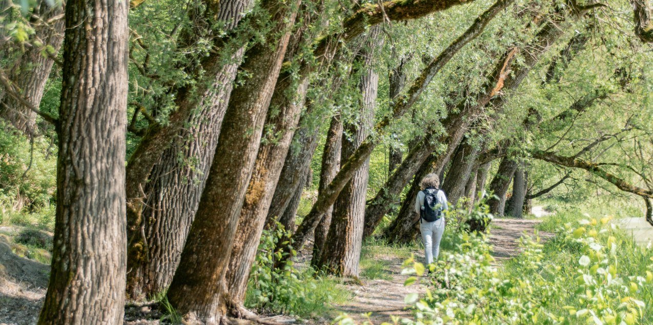 Frau wandert unter Bäumen, © Inn-Salzach Tourismus