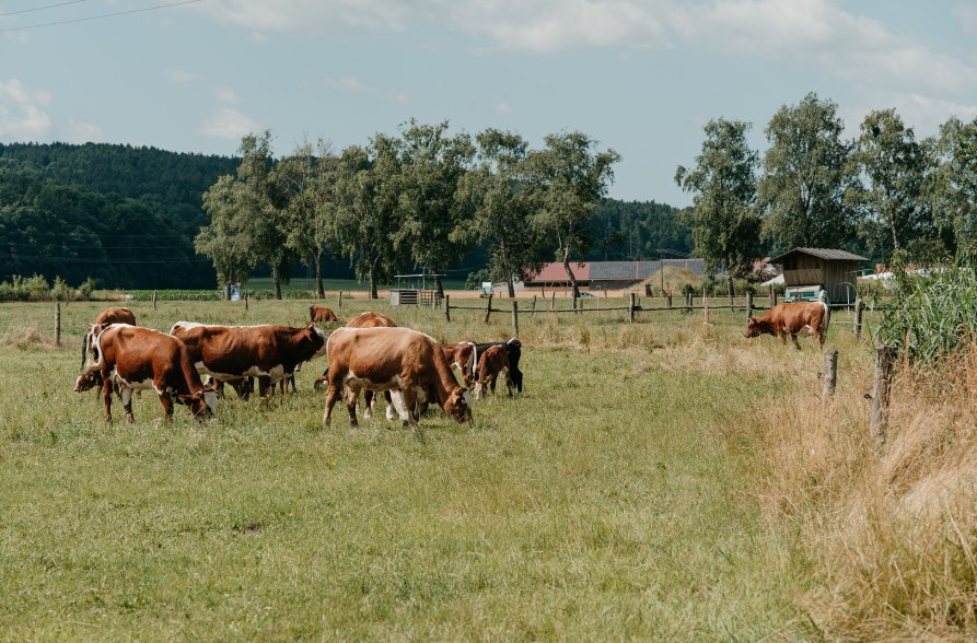 Gl&uuml;ckliche K&uuml;he, &copy; Inn-Salzach Tourismus