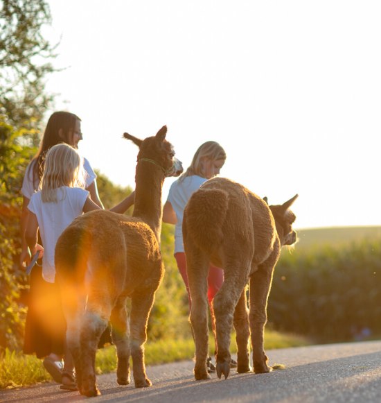 Alpakawanderung bei Sonnenuntergang, © Inn-Salzach Tourismus