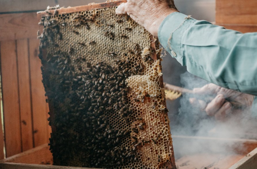 Einsatz von Rauch Imkerlehrpfad Marktl, © Inn-Salzach Tourismus