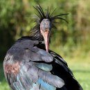 Der Waldrapp soll in Burghausen wieder heimisch werden., © Burghauser Touristik