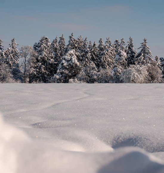 Winterlicher Wald im Schnee, © Inn-Salzach Tourismus