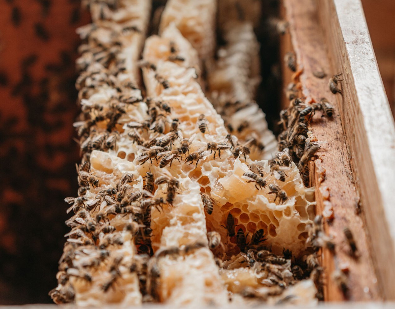 Bienen und Honigwaben, &copy; Inn-Salzach Tourismus