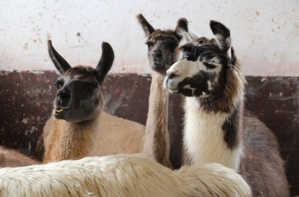 Lamas beim Ziegenbauer, &copy; Sabine Zallinger
