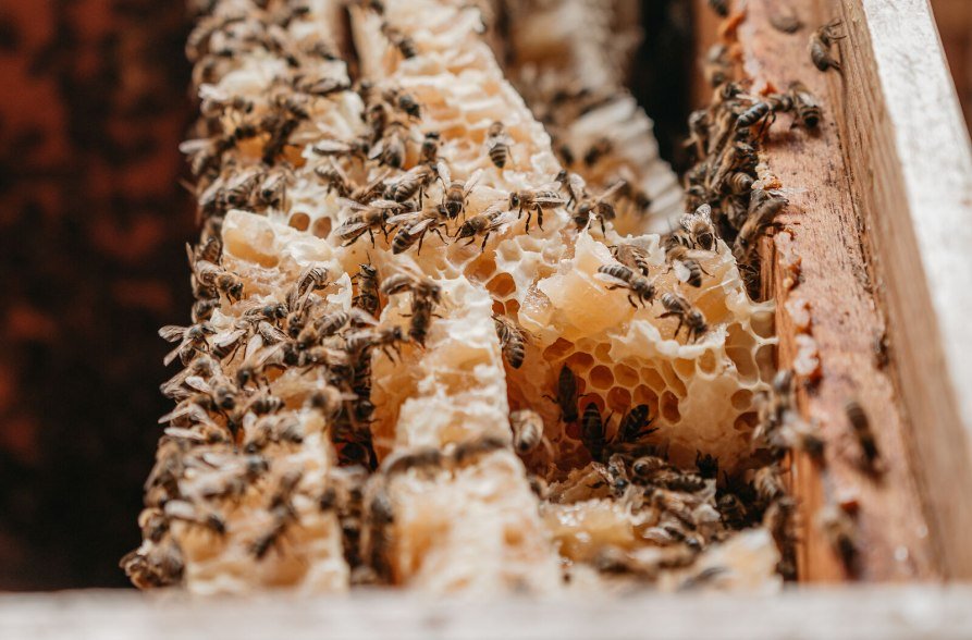 Waben mit Bienen Imkerlehrpfad Marktl, © Inn-Salzach Tourismus