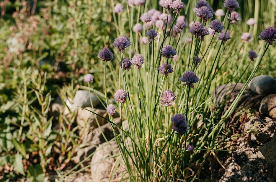 Schnittlauch mit Bl&uuml;ten, &copy; Inn-Salzach Tourismus