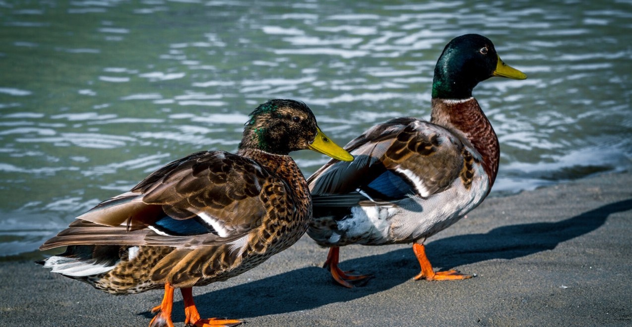 Zwei Enten am Inn, &copy; Inn-Salzach Tourismus