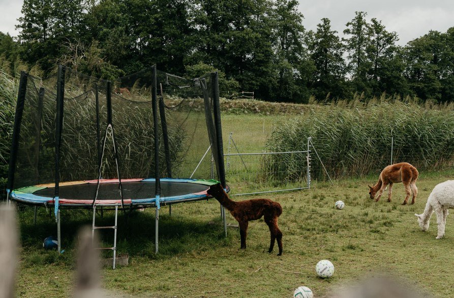 Niedergerner Alpakaranch, &copy; Inn-Salzach Tourismus