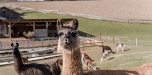 Lama in Erlbach, &copy; Lama-Oase