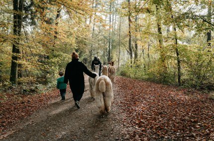 Alpakawanderung Gruppe, © Inn-Salzach Tourismus