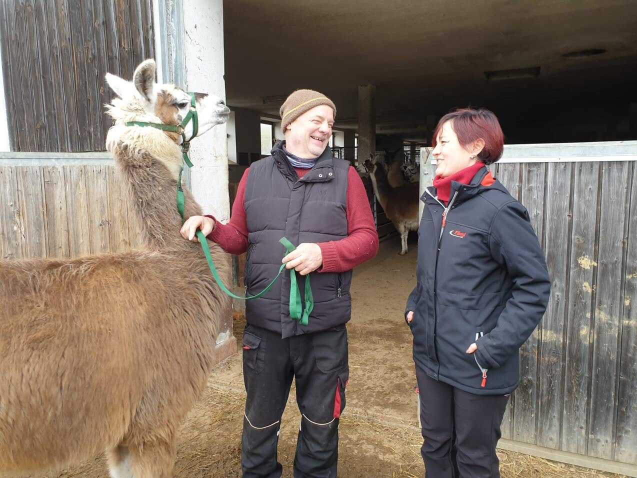 Lama in Erlbach, © Lama-Oase