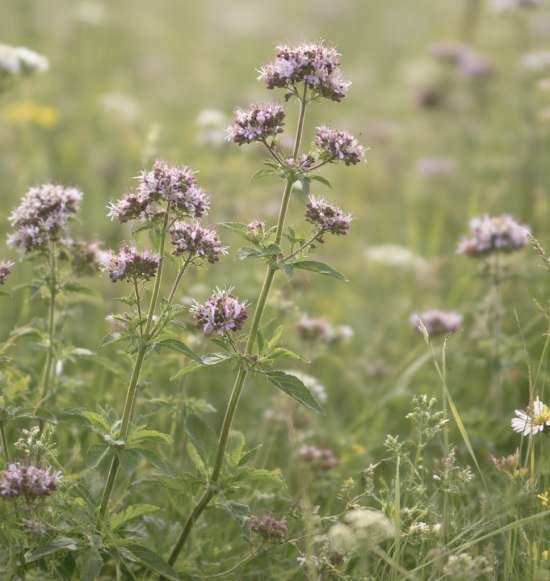 Oregano auf der Wiese, &copy; Inn-Salzach Tourismus