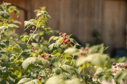 Wildkr&auml;uterwanderung in Waldkraiburg, &copy; Tourismusverband Inn-Salzach