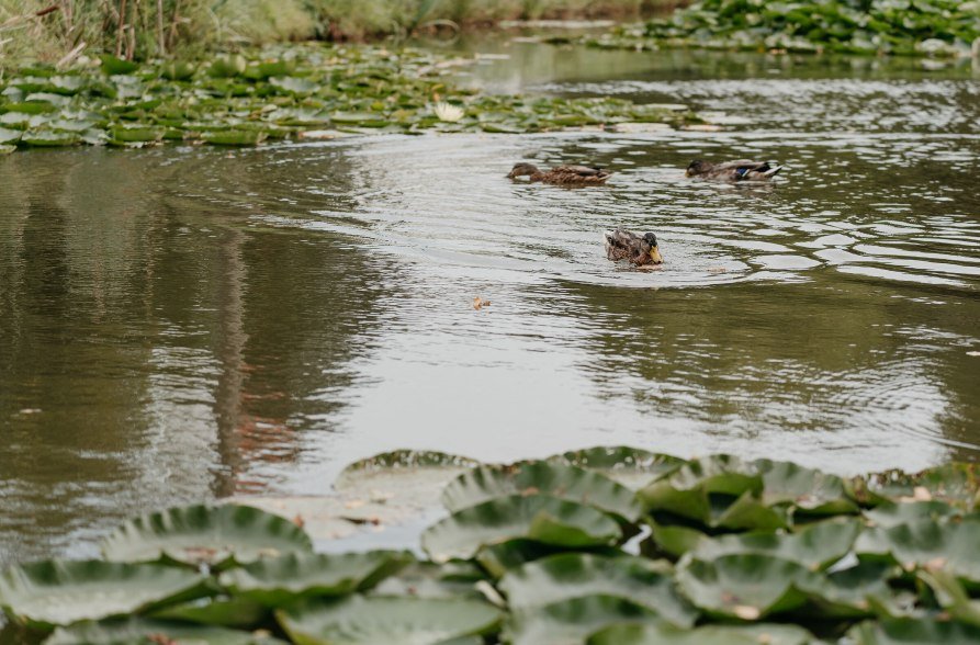 Enten Freizeitanlage Bräuweiher, © Inn-Salzach Tourismus